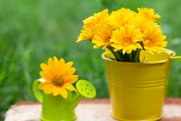 Beautiful Yellow Flowers Pot Green Background — Zdjęcie stockowe