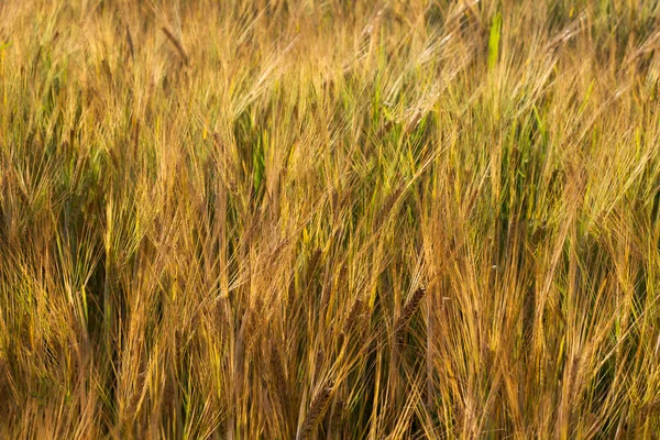 Wheat Field Rural Landscape — Photo