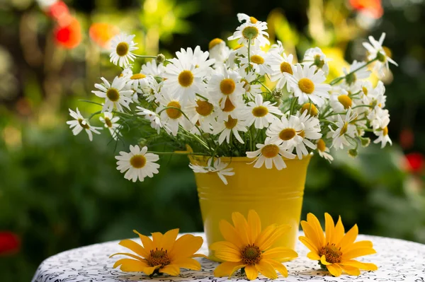 White Daisies Garden — Stock Photo, Image