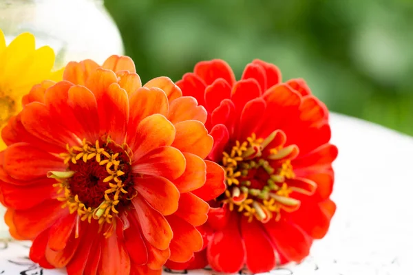 Beautiful Gerbera Flowers Garden — Stock Photo, Image