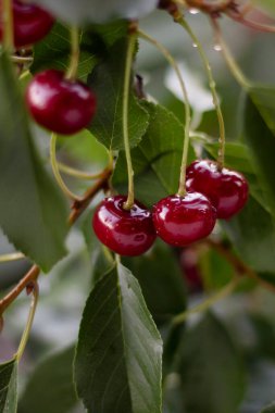  kırmızı kirazlar dalda