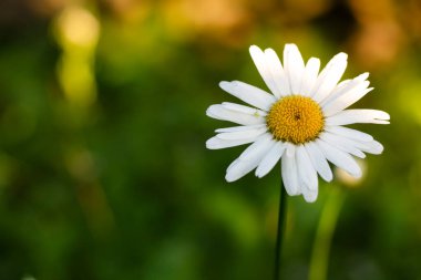  kırmızı kirazlar dalda