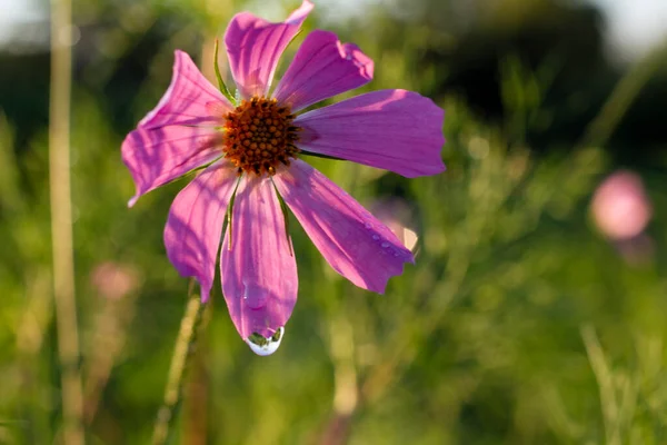 Ciliegie Rosse Ramo — Foto Stock