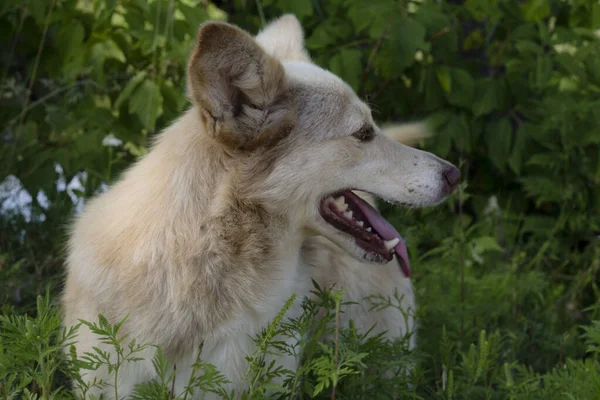 Porträt Eines Hundes — Stockfoto