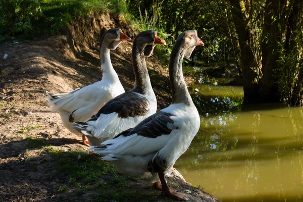 Weiße Gans Wasser — Stockfoto