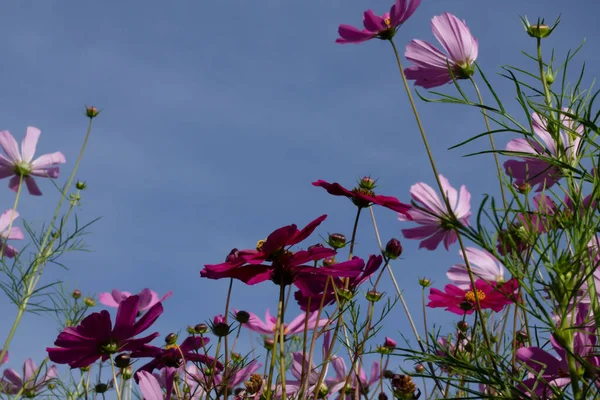 Vackra Blommor Trädgården — Stockfoto