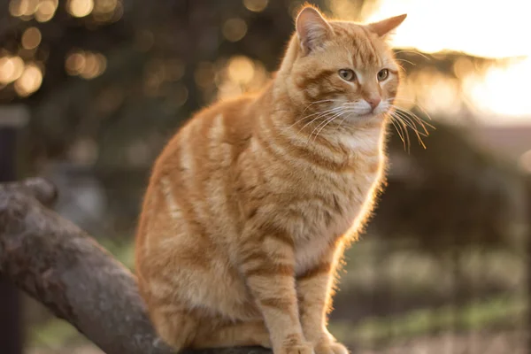 Gato Jardín —  Fotos de Stock