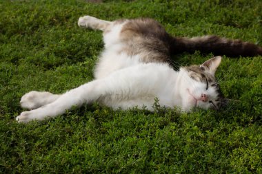 geese near the river. portrait of geese