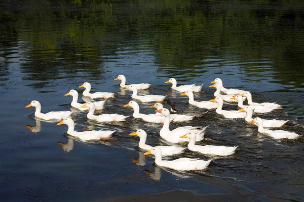 Poultry Water Domestic Birds — 图库照片