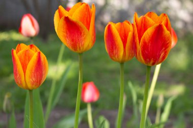 Bir bahar bahçe turuncu laleler