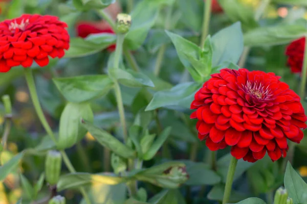 Czerwone Kwiaty Ogrodzie Wiosennym — Zdjęcie stockowe