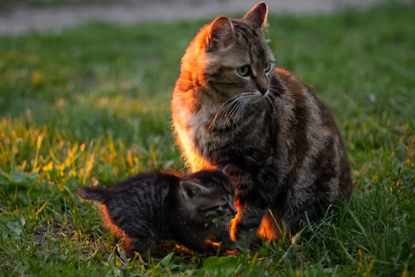 Mother Cat Her Kitten Garden — Photo