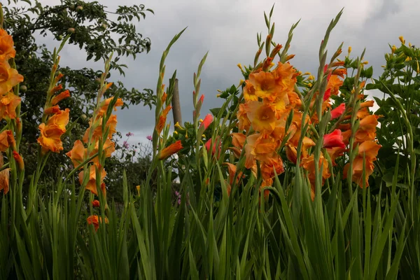 Hermosas Flores Jardín Cerca — Foto de Stock