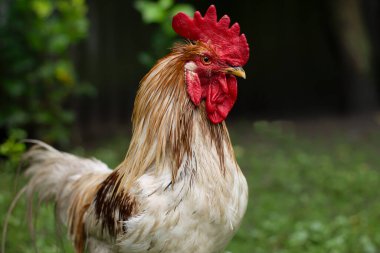 güzel bir horoz portresi