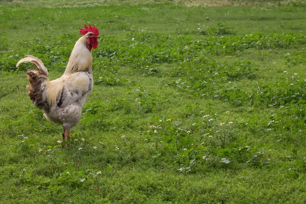 Haan Het Gras — Stockfoto