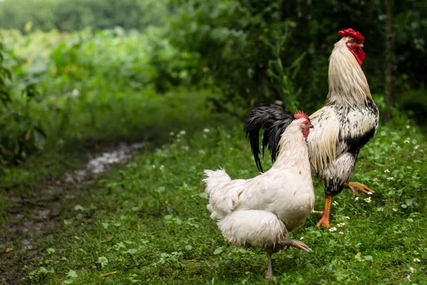 Kip Boerderij — Stockfoto