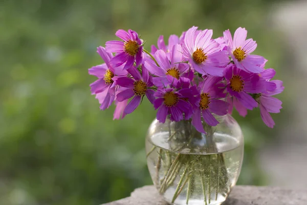 Vackra Blommor Trädgården — Stockfoto