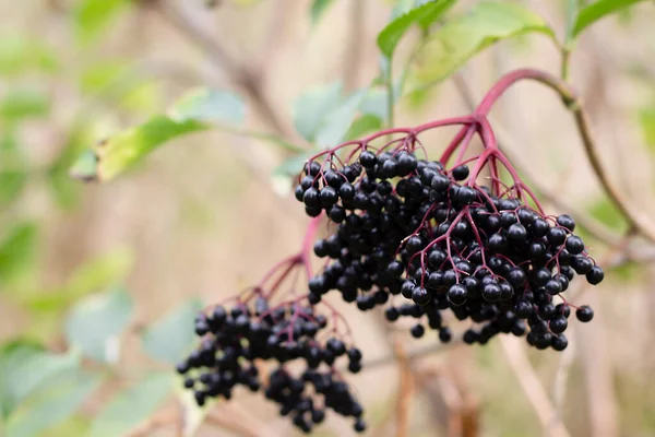 Elderberries Branch — Zdjęcie stockowe