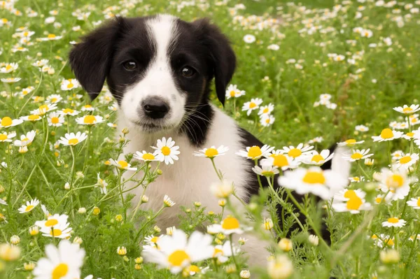 Little Puppy Dog Garden — Zdjęcie stockowe