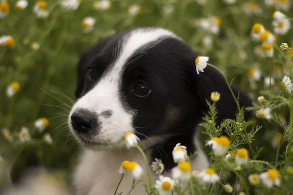 Little Puppy Dog Garden — Zdjęcie stockowe