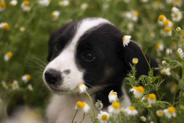  little puppy dog in the garden