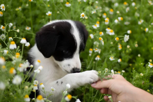 Little Puppy Dog Garden —  Fotos de Stock
