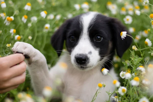 little dog in flowers