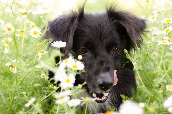 Собака Желтыми Цветами Саду — стоковое фото