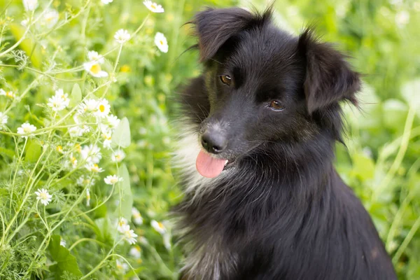 Dog Yellow Flowers Garden — Stock fotografie