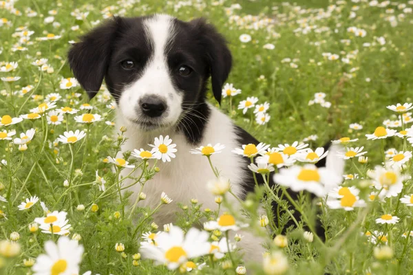 Little Puppy Dog Garden ストック画像