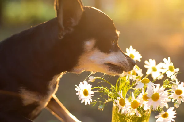 cute puppy dog and flowers