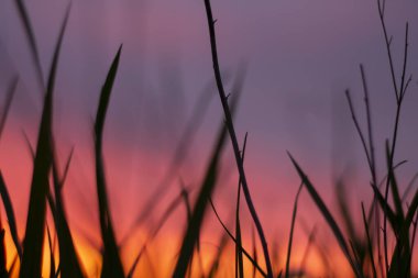 sunset. abstract photo of nature at sunset