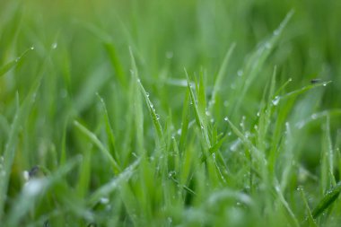 green grass with raindrops on a blurred background.