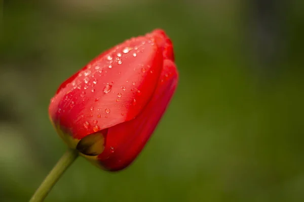 Red Tulip Green Background — Stock Photo, Image