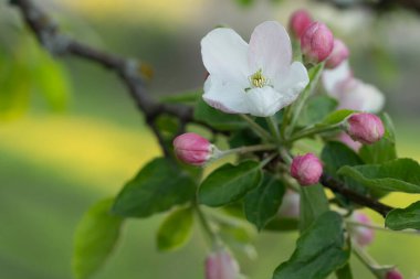 beautiful spring apple blossoms in the park