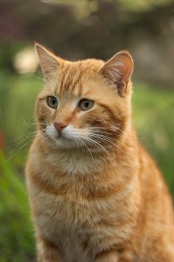 Bahçedeki kırmızı kedi