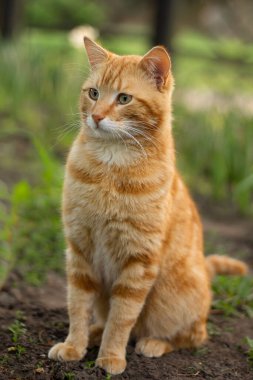 Bahçedeki kırmızı kedi