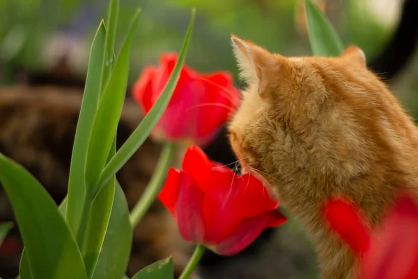 Gato Rojo Jardín —  Fotos de Stock