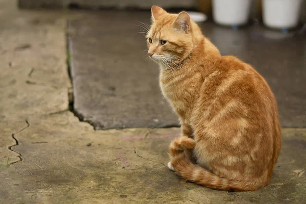 Chat Rouge Dans Jardin — Photo