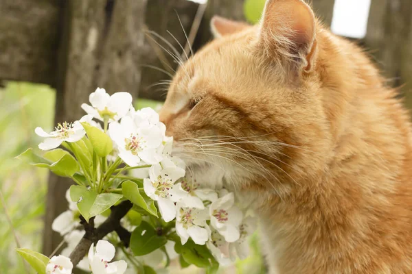 beautiful  cat with flowers on green grass