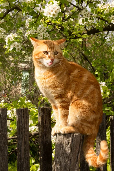 Beautiful Cat Flowers Green Grass — Stock fotografie