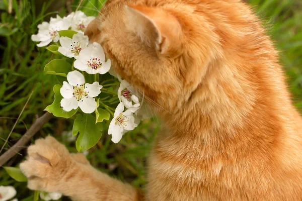 beautiful  cat with flowers on green grass