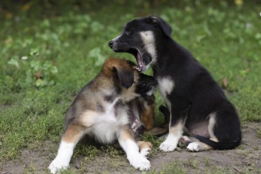 two dogs in the grass in summer