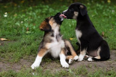 two dogs in the grass in summer