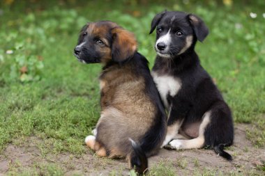 two dogs in the grass in summer