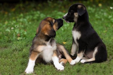 two dogs in the grass in summer