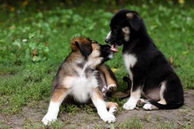 two dogs in the grass in summer