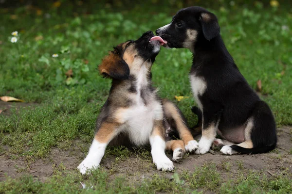 two dogs in the grass in summer