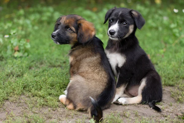 Two Dogs Grass Summer — Zdjęcie stockowe