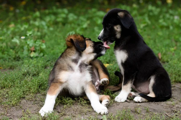 two dogs in the grass in summer